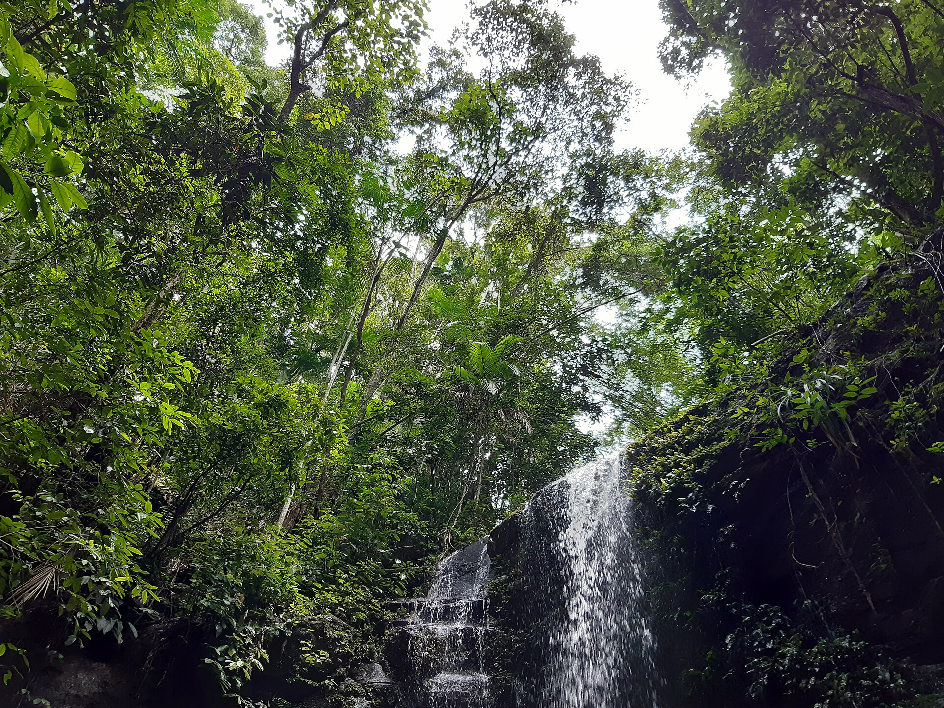 Tijuca National Park in Rio de Janeiro